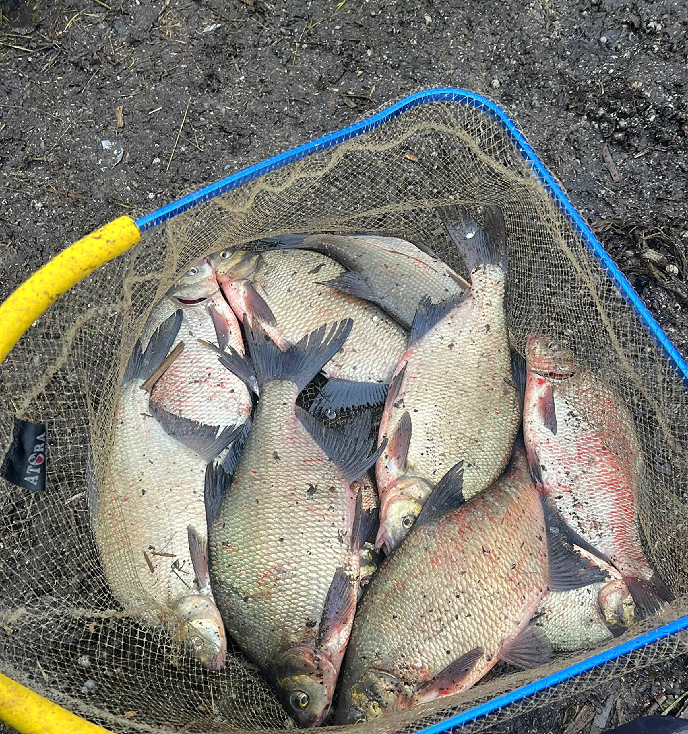 Kai negali sustot…