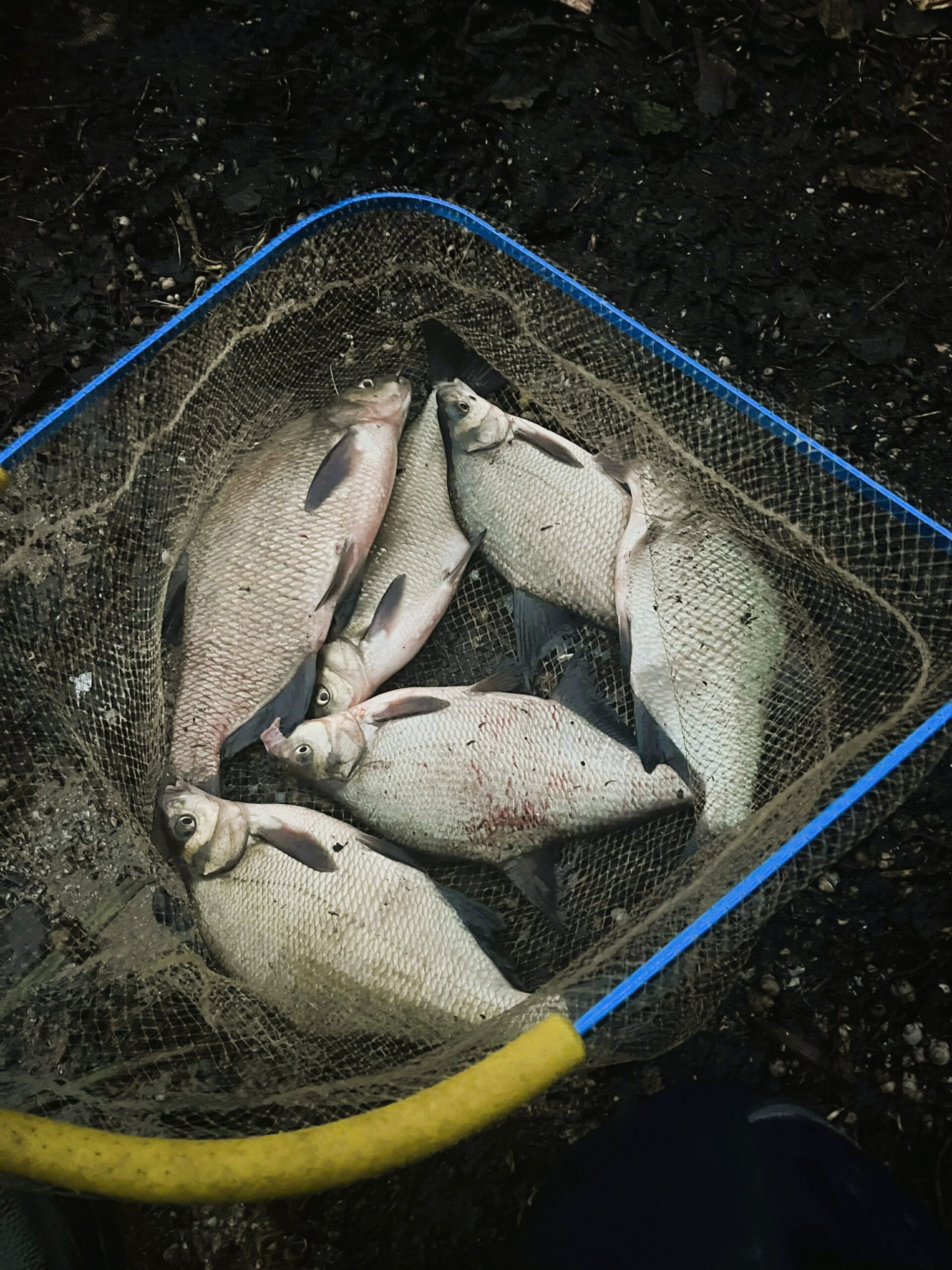 Lenktynės su kalendorine žiema