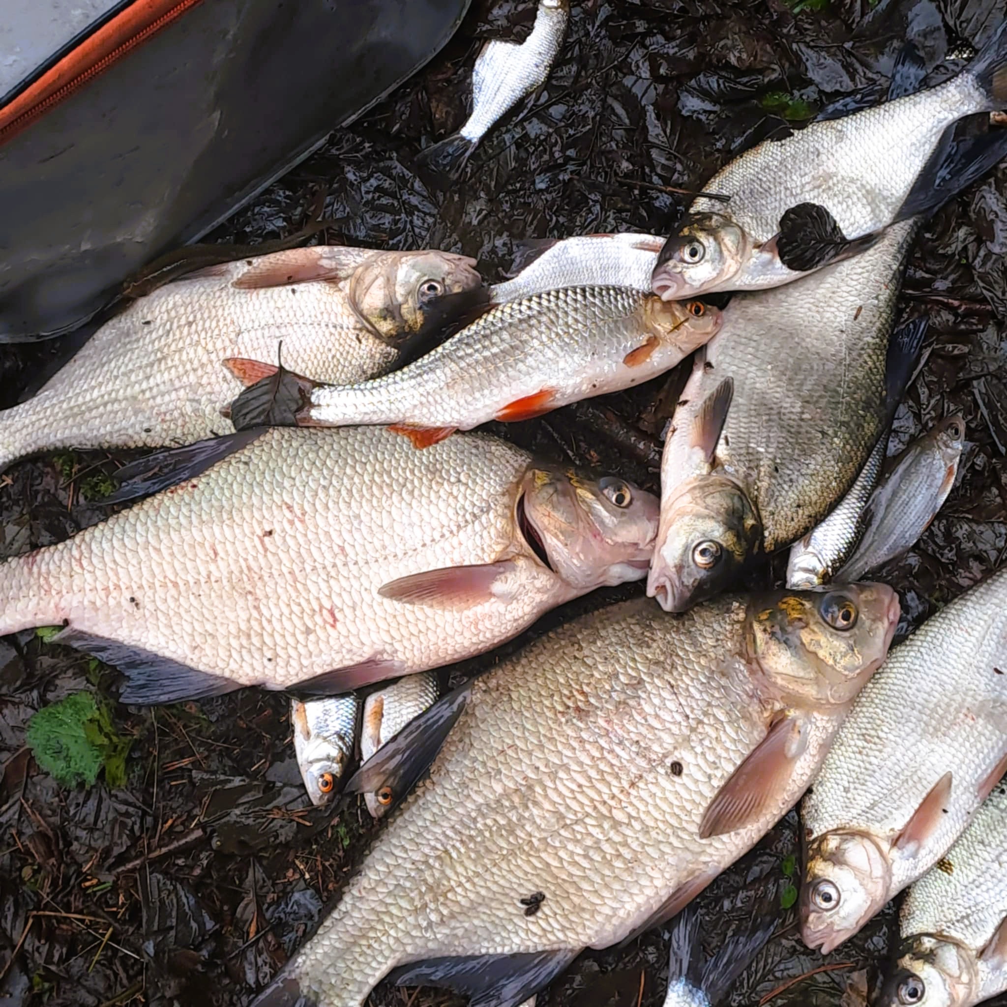 Vilkokšnio karšiai žiemą