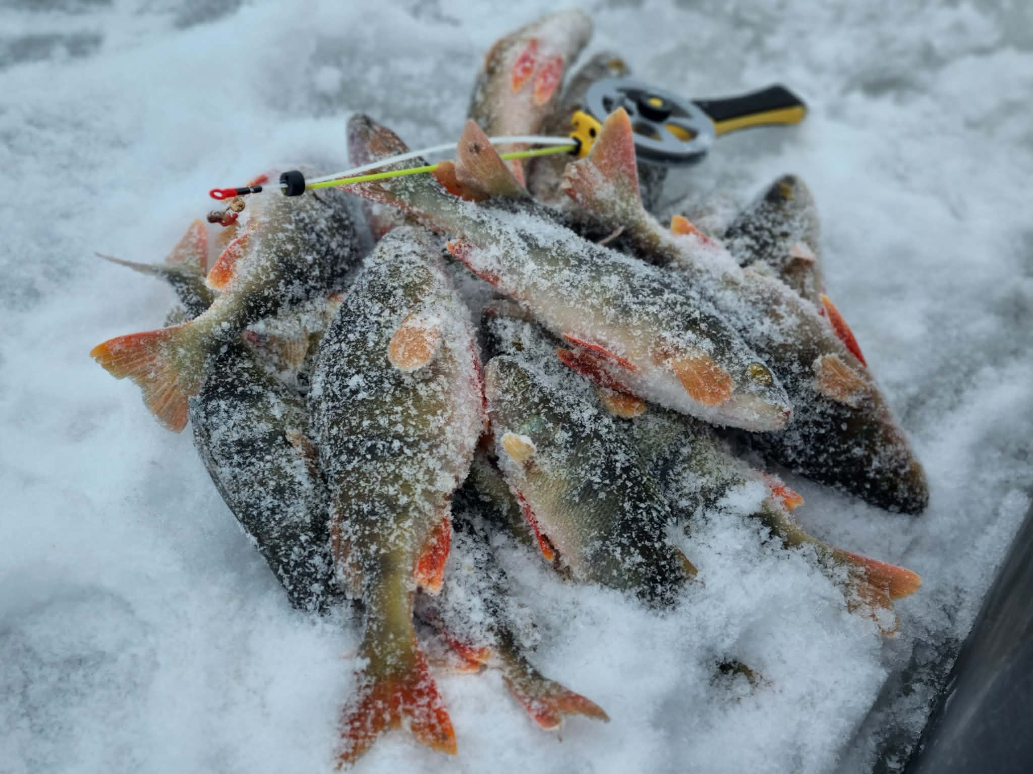 Vandens iki kelių, o žuvies…