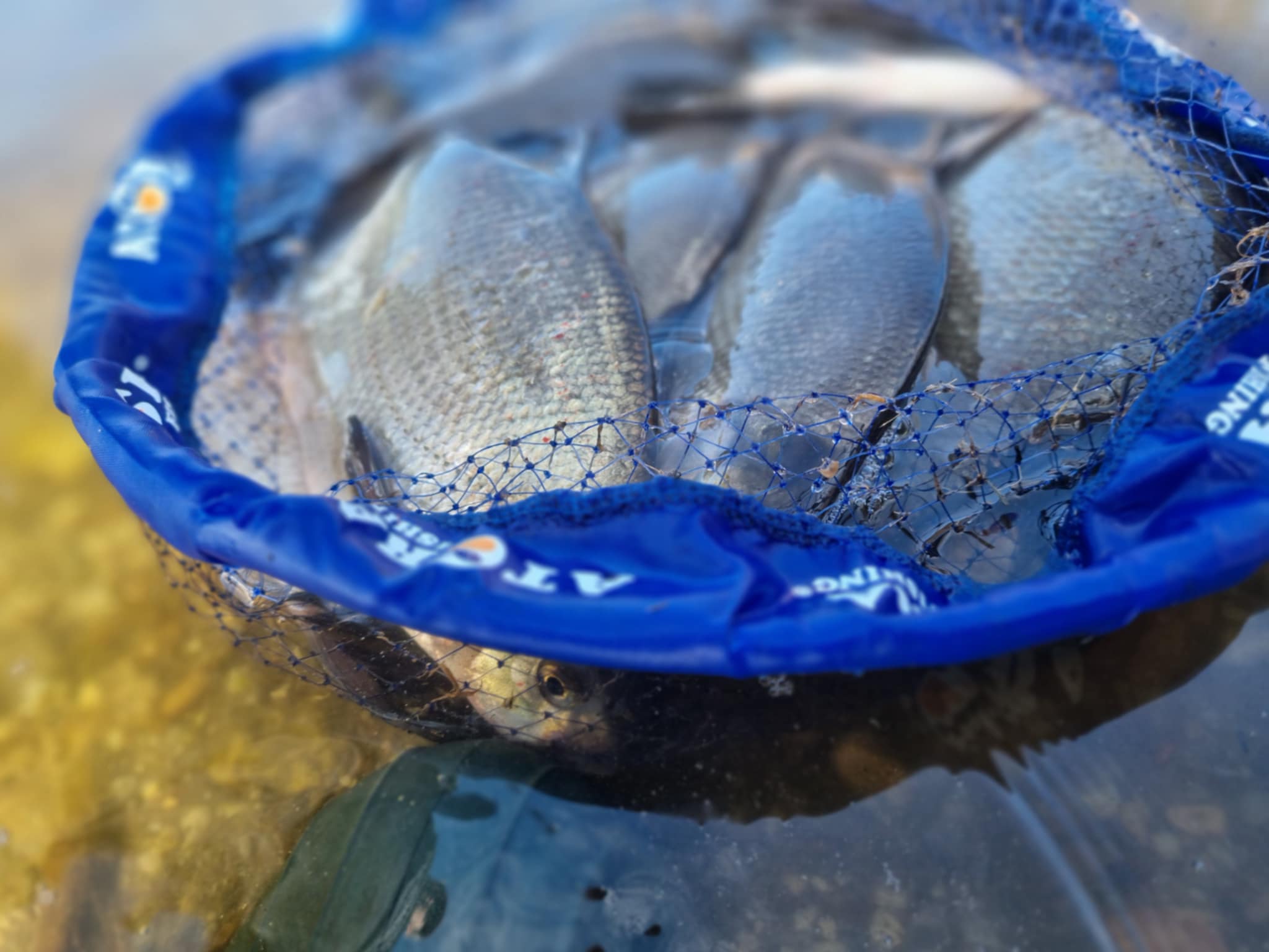 Kai po žiemos išsibudina paskutinieji…